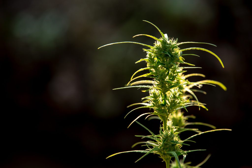 Marijuana leaves, cannabis on beautiful background.